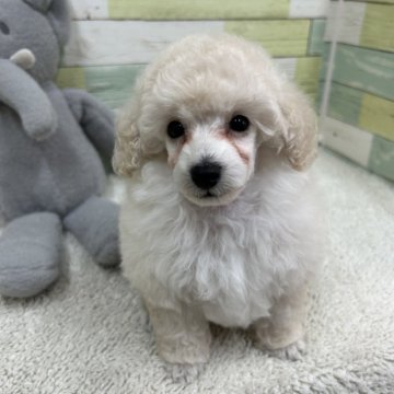 トイプードル(トイ)【静岡県・女の子・2024年8月2日・ホワイト】の写真「骨格しっかりな女の子🐶」