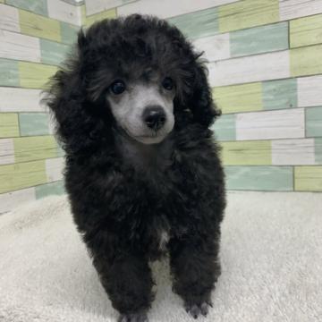 トイプードル(トイ)【静岡県・女の子・2022年4月28日・グレー(シルバー)】の写真「綺麗な女の子🐶両親チャンピオン犬✨✨」