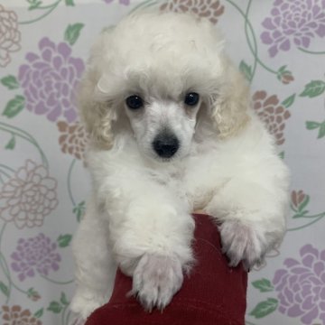 トイプードル(トイ)【静岡県・女の子・2021年2月4日・ホワイト】の写真「ふわふわ天使👼💓父チャンピオン犬」
