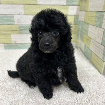 トイプードル(トイ)【静岡県・男の子・2024年7月31日・ブラック】の写真「大きめの男の子🐶」