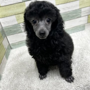 トイプードル(トイ)【静岡県・女の子・2023年10月16日・シルバー】の写真「大きめのかわいい女の子🐩」