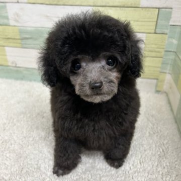 トイプードル(トイ)【静岡県・男の子・2023年1月21日・シルバー】の写真「可愛らしい男の子🐶　母JKCチャンピオン✨」