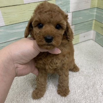 トイプードル(トイ)【静岡県・女の子・2023年1月7日・レッド】の写真「綺麗なお顔の女の子🐶」