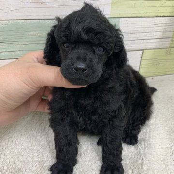 ミニチュアプードル【静岡県・女の子・2023年1月8日・ブラック】の写真「綺麗な女の子🐶　父JKCチャンピオン👑」