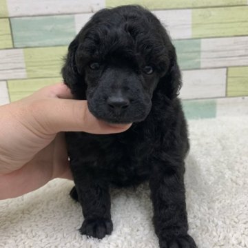 ミニチュアプードル【静岡県・女の子・2023年1月10日・ブラック】の写真「綺麗なお顔の女の子🐶　父JKCチャンピオン👑」