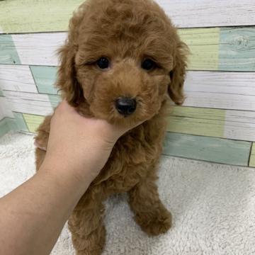 トイプードル(トイ)【静岡県・男の子・2022年5月25日・レッド】の写真「大きい男の子です🐶」