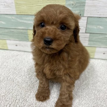 トイプードル(トイ)【静岡県・男の子・2024年5月18日・レッド】の写真「凛々しい男の子🐶　兄弟の中で1番大きい！」