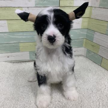 チャイニーズ・クレステッド・ドッグ【静岡県・男の子・2022年7月6日・ブラック&ホワイト】の写真「可愛い男の子🐶９/4までの掲載となります。」