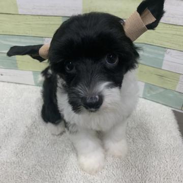 チャイニーズ・クレステッド・ドッグ【静岡県・男の子・2022年7月6日・ブラック&ホワイト】の写真「可愛い男の子🐶9/4までの掲載となります。」