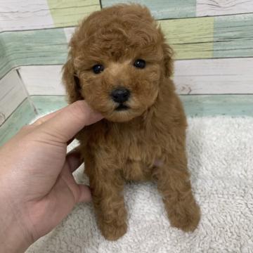 トイプードル(トイ)【静岡県・女の子・2022年10月23日・レッド】の写真「愛くるしいお目目👀💓」