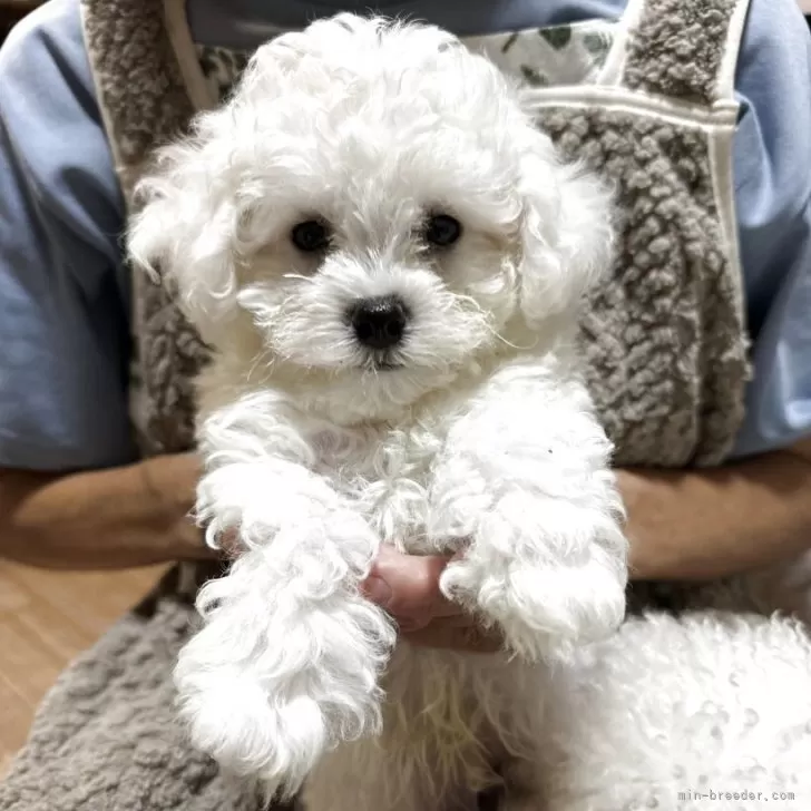 ID：2510-02361の子犬