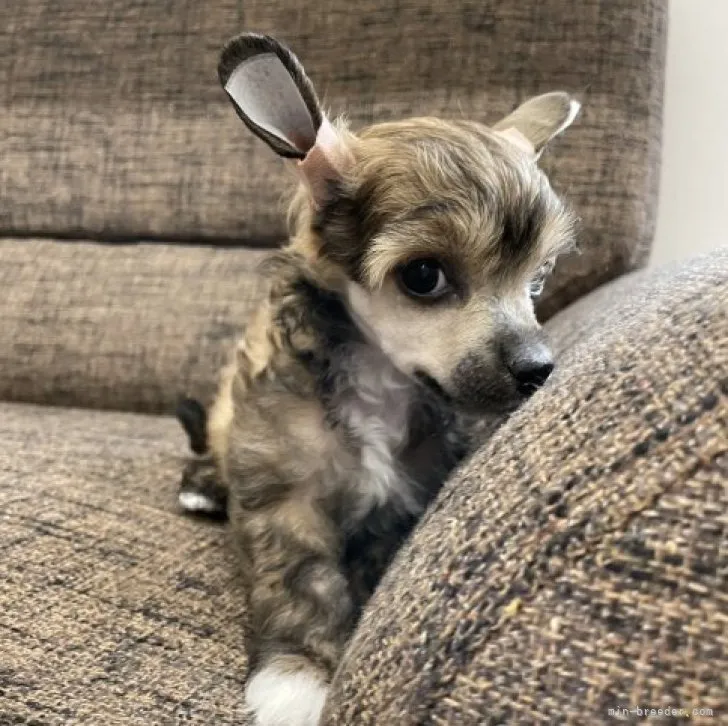 ID：2306-03895の子犬