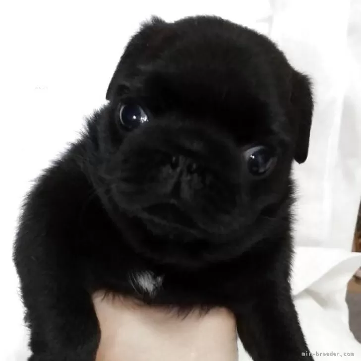 ID：2506-06876の子犬