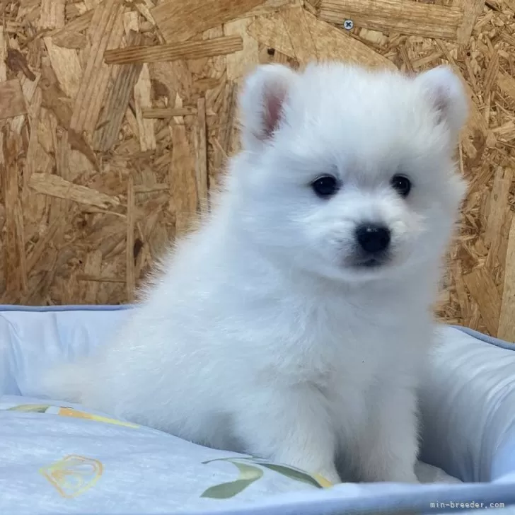 ID：2502-06302の子犬