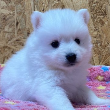 日本スピッツ【静岡県・男の子・2024年12月3日・ホワイト】の写真「父・JKCチャンピオン♪」