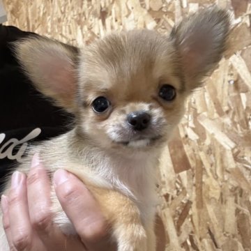 チワワ(ロング)【静岡県・男の子・2025年9月28日・レッド&ホワイト】の写真「お顔も仕草も可愛い男の子⭐︎」