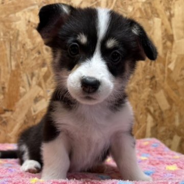 ウェルシュ・コーギー・ペンブローク【静岡県・女の子・2025年11月8日・ブラックタン&ホワイト(ブラックへッド)】の写真「愛らしく可愛い女の子🎀」