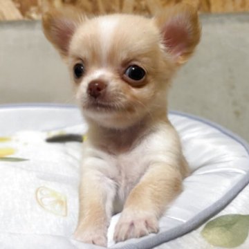 チワワ(ロング)【静岡県・女の子・2025年9月28日・クリーム&ホワイト】の写真「元気で可愛い女の子🎀」