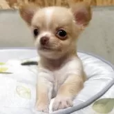 チワワ(ロング)