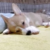 ウェルシュ・コーギー・ペンブローク【静岡県・男の子・2025年6月13日・レッド&ホワイト】の写真3
