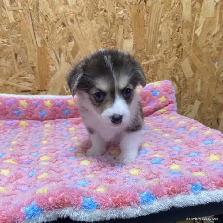 ID:2410-08031の子犬