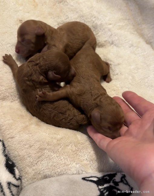 千葉　砂織(ちば　さおり)ブリーダー(京都府・トイプードル・JKC登録)の紹介写真10