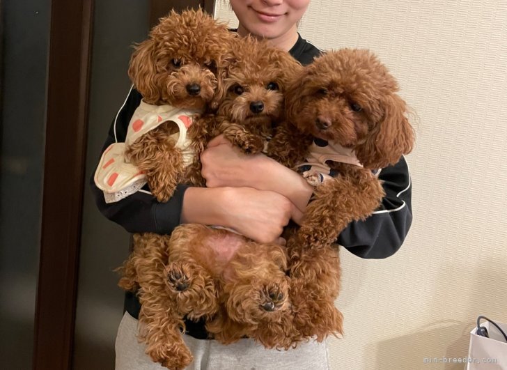 お母さん犬、お父さん犬です。｜千葉　砂織(ちば　さおり)ブリーダー(京都府・トイプードル・JKC登録)の紹介写真3