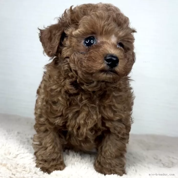 ティーカッププードル【京都府・男の子・2025年9月18日・レッドフォーン】の写真1