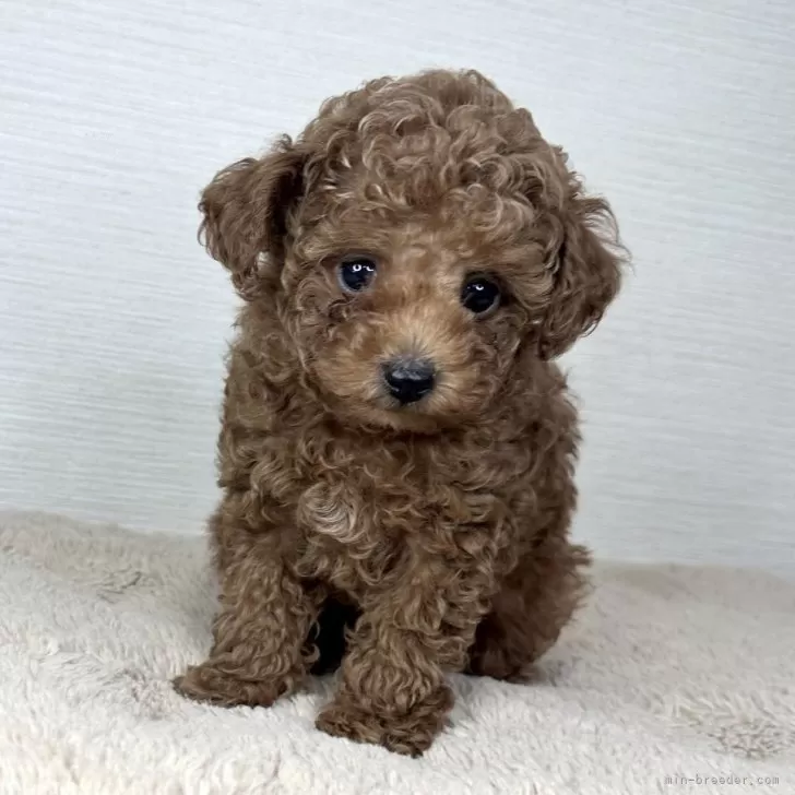 ティーカッププードル【京都府・男の子・2025年9月18日・レッドフォーン】の写真1