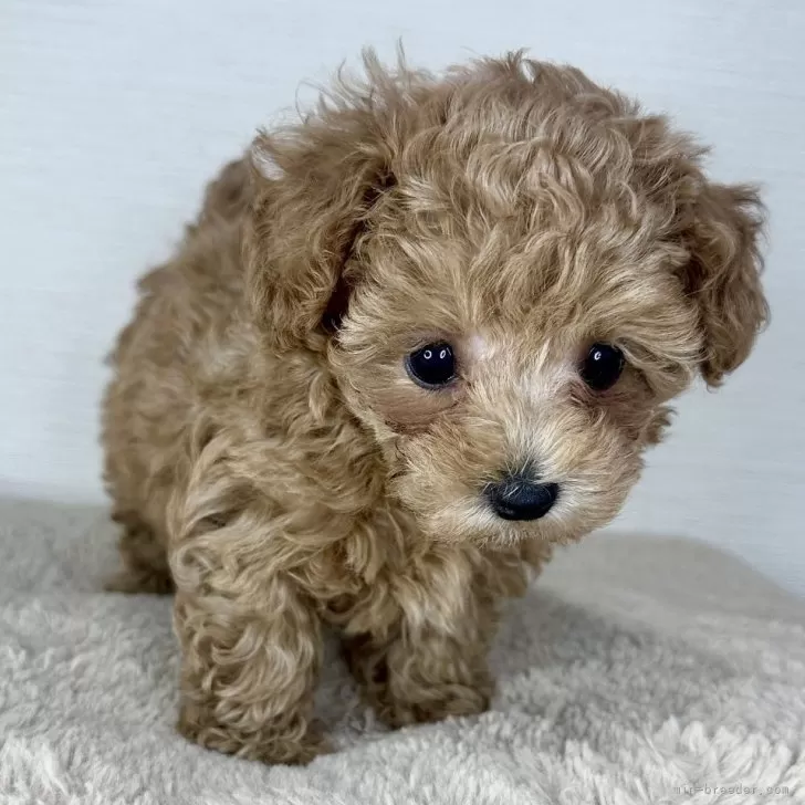 ティーカッププードル【京都府・男の子・2025年9月21日・オレンジフォーン】の写真1