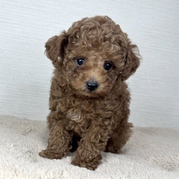 トイプードル(ティーカップ)【京都府・男の子・2025年9月18日・レッドフォーン】の写真「お目目クリクリの小顔で可愛いです」