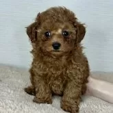 ティーカッププードル