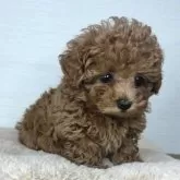 ティーカッププードル