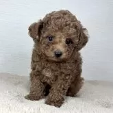 ティーカッププードル【京都府・男の子・2025年9月18日・レッドフォーン】の写真1