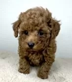 ティーカッププードル【京都府・男の子・2025年9月18日・レッドフォーン】の写真8