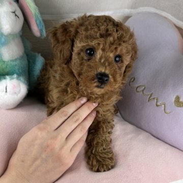 トイプードル(トイ)【京都府・男の子・2023年11月9日・レッド】の写真「クリクリの巻き毛の可愛い男の子です」