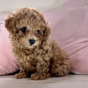 トイプードル(ティーカップ)【京都府・女の子・2024年5月23日・オレンジフォーン】の写真「タレ目で超短足、胴が詰まったコロコロボディです✨️」