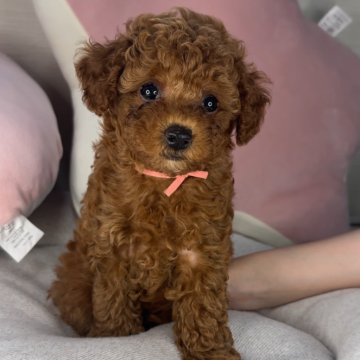 トイプードル(タイニー)【京都府・女の子・2024年5月25日・レッドフォーン】の写真「ワクチン3回済✨️小顔のタイニーサイズの女の子」