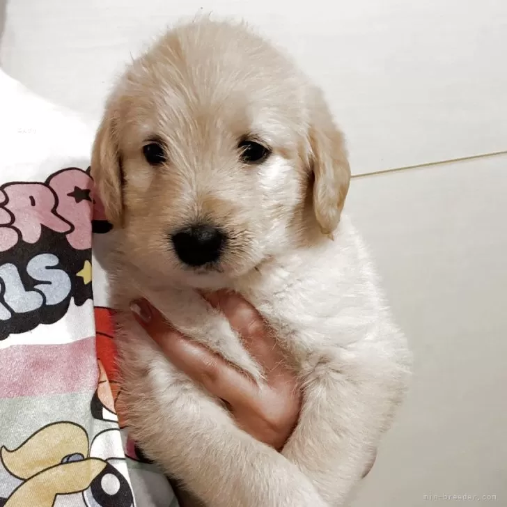 まみい 様のお迎えした子犬