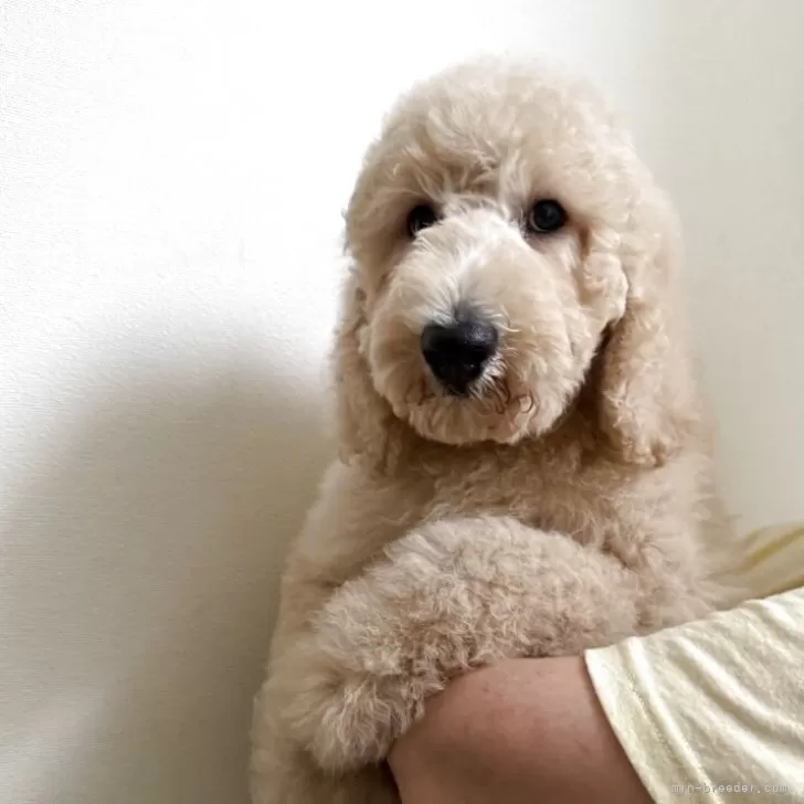 ID:2505-02516の子犬