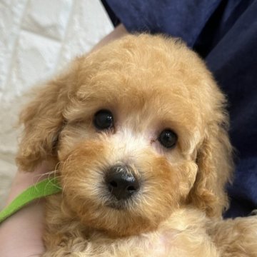 トイプードル(トイ)【石川県・男の子・2025年7月31日・アプリ】の写真「マズルも足も短めの可愛い男の子です❣️」