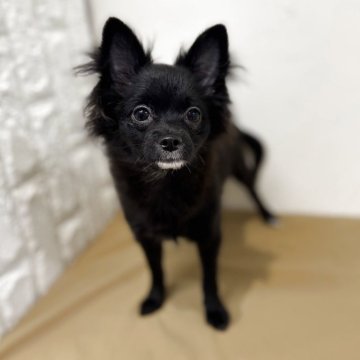 ポメチワ(チワワ×ポメラニアン)【石川県・男の子・2025年7月2日・ブラック】の写真「大人しくて優しい男の子です･:*+.」