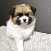 ミックス(ポメラニアン×パピヨン)【石川県・男の子・2025年9月24日・トライ】の写真7