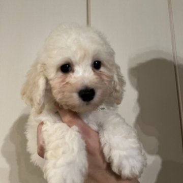 ミックス(トイプードル×ビションフリーゼ)【石川県・女の子・2024年5月10日・ホワイト】の写真「大きく少し垂れた目がチャームポイント」