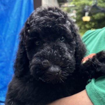 スタンダードプードル【石川県・男の子・2024年5月21日・ブラック】の写真「しっかりした骨太くんです！」