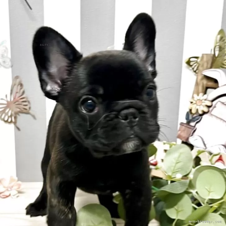 ID：2503-06396の子犬