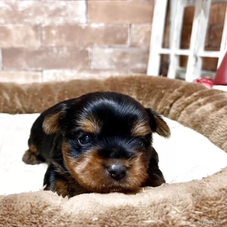 ヨークシャーテリア【静岡県・男の子・2025年11月16日・スチールブルーアンドタン】の写真1