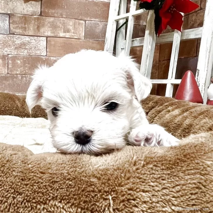 マルチーズ【静岡県・男の子・2025年11月11日・ホワイト】の写真1