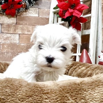 マルチーズ【静岡県・男の子・2025年11月11日・ホワイト】の写真「かわいいお顔の男の子」