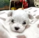マルチーズ